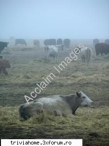 chestii...alea - Buzz 2 .. uite situatia mea de acu` si animal de - Păreri, sugestii şi b�rfe :)